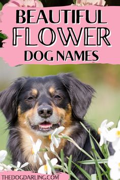 a black and brown dog with flowers in the background