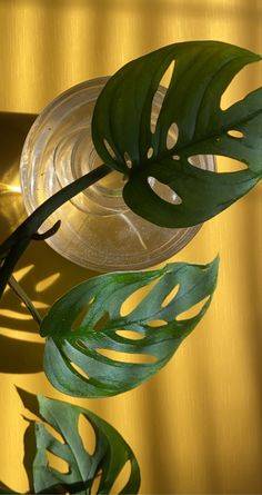 a green plant sitting on top of a table next to a glass vase filled with water