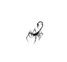 a black and white drawing of a spider