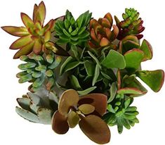 an arrangement of succulents and other plants on a white background