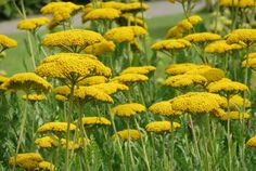 many yellow flowers are growing in the grass