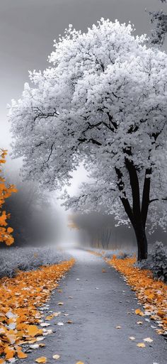 an image of a tree lined road with leaves on the ground