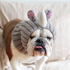 a bulldog wearing a knitted hat with ears