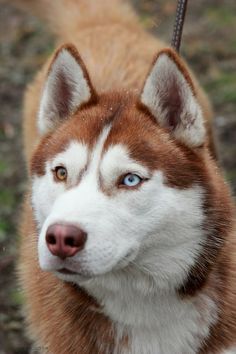 a brown and white husky dog with blue eyes looking at the camera while standing on grass