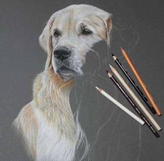 a drawing of a dog with pencils next to it