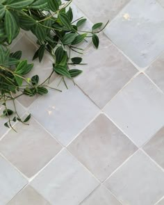 a plant is growing on the floor in front of a tile wall with white tiles