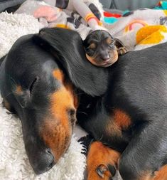 two black and brown dachshund puppies sleeping together on a white blanket