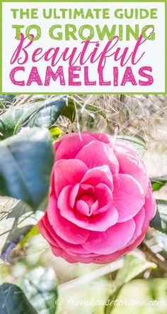 the ultimate guide to growing beautiful camellias with text overlay that reads, the ultimate guide to growing beautiful camelllas