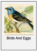 a blue bird sitting on top of a tree branch next to green leaves and the words birds and eggs