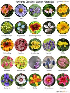 the different types of flowers that can be found in this flower garden guide for beginners