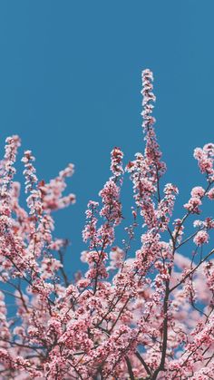 pink flowers are blooming on the branches of trees in front of a blue sky