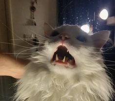 a white cat with it's mouth wide open