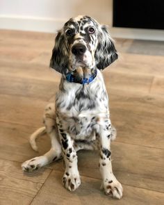 a black and white dog sitting on top of a wooden floor