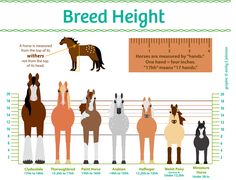 the horse height chart shows how many different horses are standing in front of each other