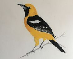 a drawing of a yellow and black bird on a branch