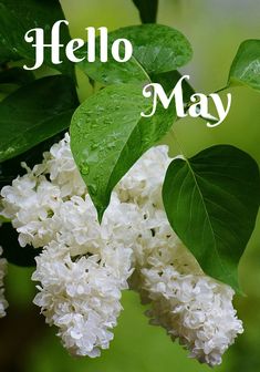 white flowers with green leaves and the words hello may