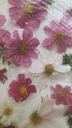 pink flowers are floating in the water on a white surface with drops of water around them