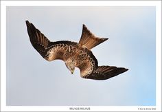 a bird flying in the sky with its wings spread