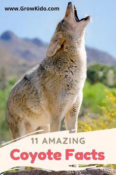 a wolf standing on top of a rock with the caption saying, 11 amazing coyote fact