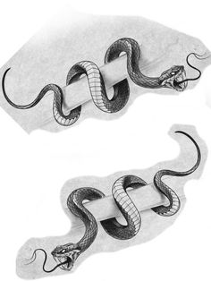 two drawings of snakes on paper with one curled up and the other unwrapped