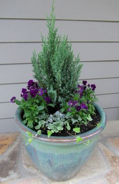 a potted plant with purple flowers in it