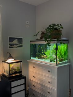 a fish tank sitting on top of a dresser next to a lamp and some plants