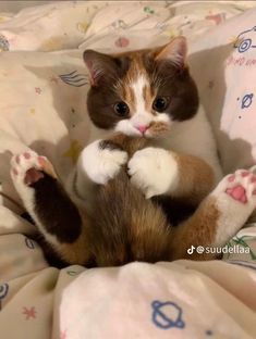 a brown and white cat sitting on top of a bed