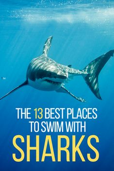 the 13 best places to swim with sharks in the ocean, including great white shark