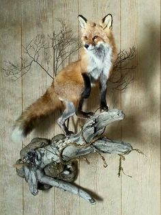 a red fox standing on top of a tree branch in front of a wooden wall