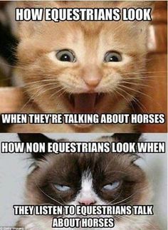 two different pictures of cats with caption saying how equestrians look when they talk