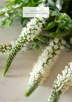 some white flowers and green leaves on a table with text overlay that reads long veronicaa leads movement to the design