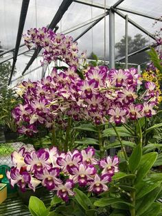 purple and white orchids in a green house