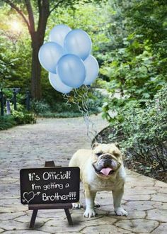 a pug dog standing in front of a chalkboard with balloons attached to it