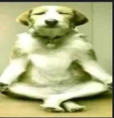 a dog sitting in the middle of a yoga pose