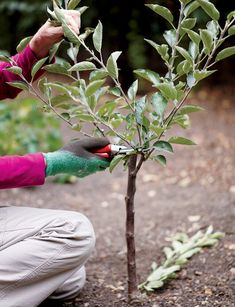 a woman is trimming a small tree