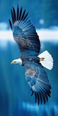 an eagle flying through the air with its wings spread