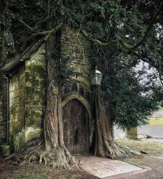 an old stone building with a tree growing out of it's side and a lantern on the door