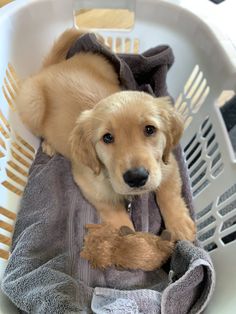 a puppy laying in a laundry basket with a stuffed animal on it's back