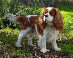 a brown and white dog standing in the grass