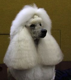 a white poodle standing on top of a wooden table