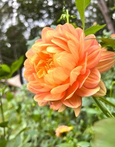 an orange flower with green leaves in the foreground and trees in the back ground