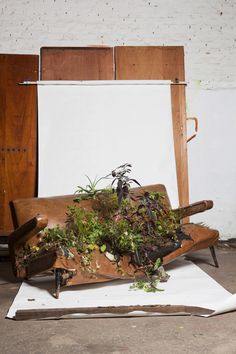 an old wooden chair with plants growing out of it