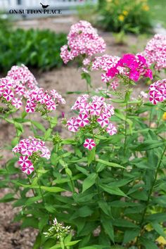 some pink and white flowers in a garden