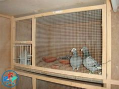 two birds are sitting in their caged enclosures