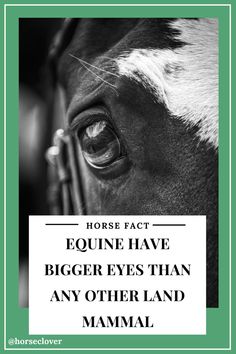 a black and white photo with the words horse fact equine have bigger eyes than any other land mammal