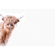 an animal with long horns standing in front of a white background