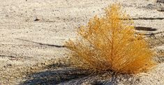 a small yellow plant sitting in the sand