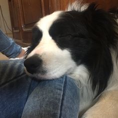 a black and white dog is sleeping on someone's legs