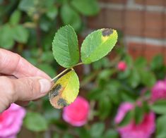 a hand holding a leaf with yellow and black spots on it in front of pink flowers