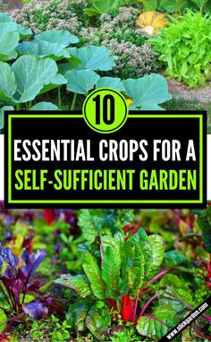 an assortment of plants with the title 10 essential crops for a self - sufficient garden